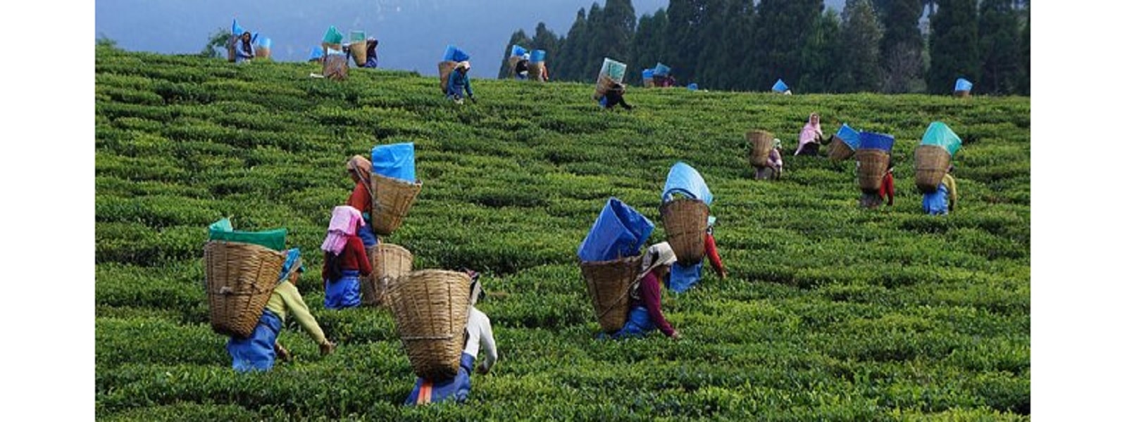 பெருந்தோட்டத் தொழிலாளர்களுக்கு விசேட கொடுப்பனவு